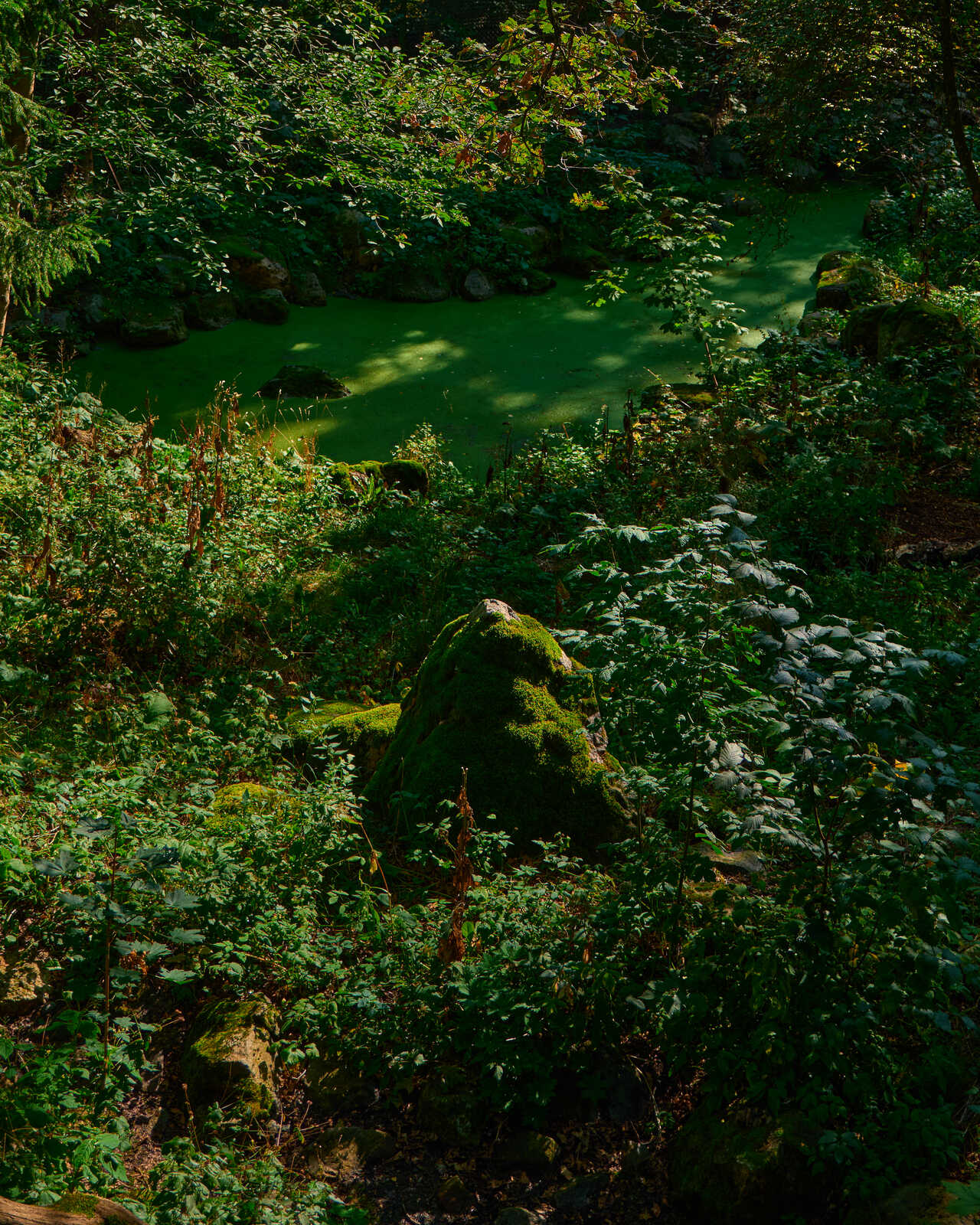 A lush, green landscape with a mossy rock in the foreground. Thick foliage obscures a pond with calm, emerald water. Several rocks are visible in the pond. A dim, overcast sky is above.