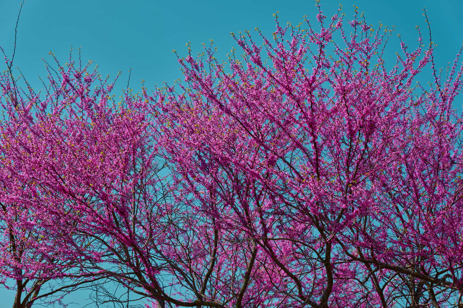 Vibrant pink blossoms cover tree branches against a clear blue sky. The trees are full and dense, creating a colorful canopy.
