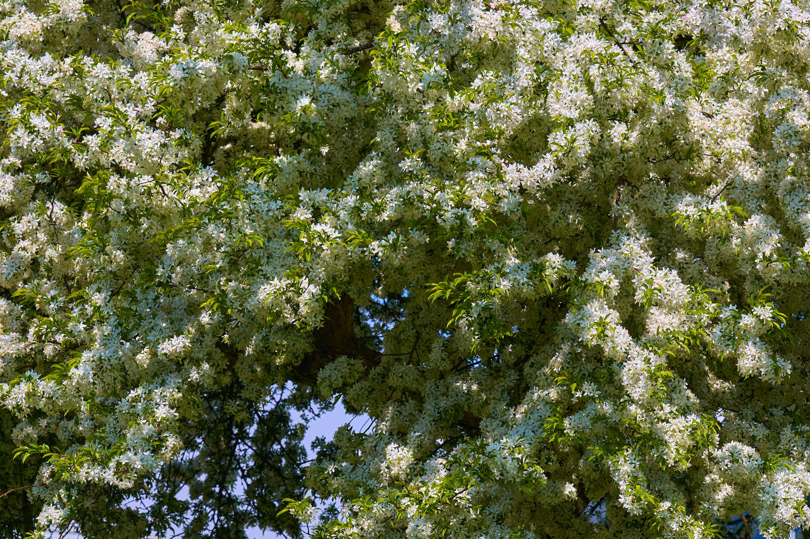 Abundant white blossoms cover a trees branches against a clear blue sky. Lush green foliage is also visible. The image is brightly lit.
