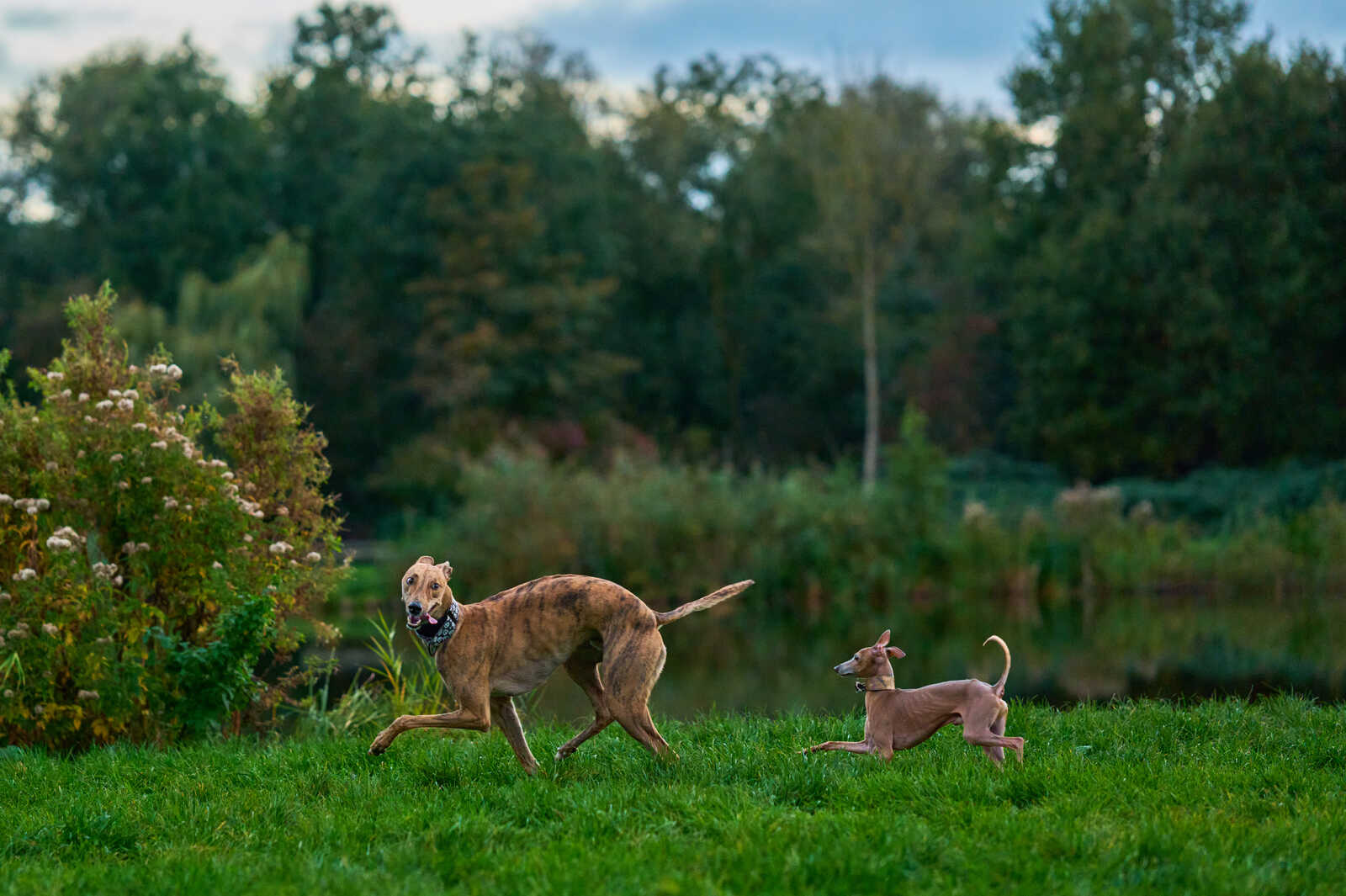 Two greyhounds are on a grassy area. One runs forward, while the other stands still facing the camera. A body of water and foliage are in the background.