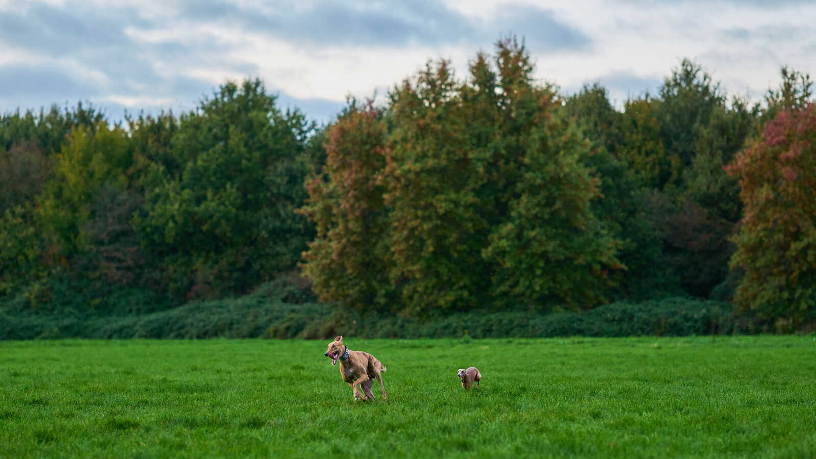 Two dogs run across a green field towards a wooded area. The sky is overcast. One dog has a blue collar. Trees are visible in the background with green and red leaves.