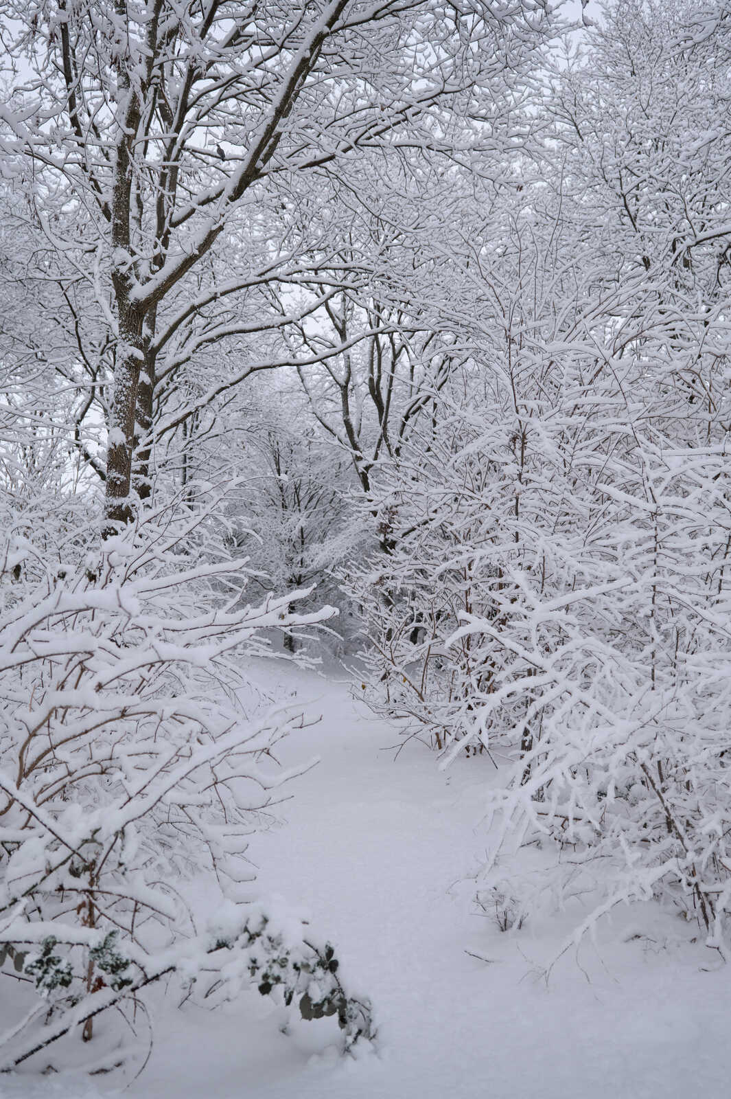 Snow clings to the branches, transforming the trees into delicate, intricate sculptures. A path cuts through the white, a suggestion of passage through a hushed, winter landscape. Its a scene of serene simplicity, a moment captured in frozen time.