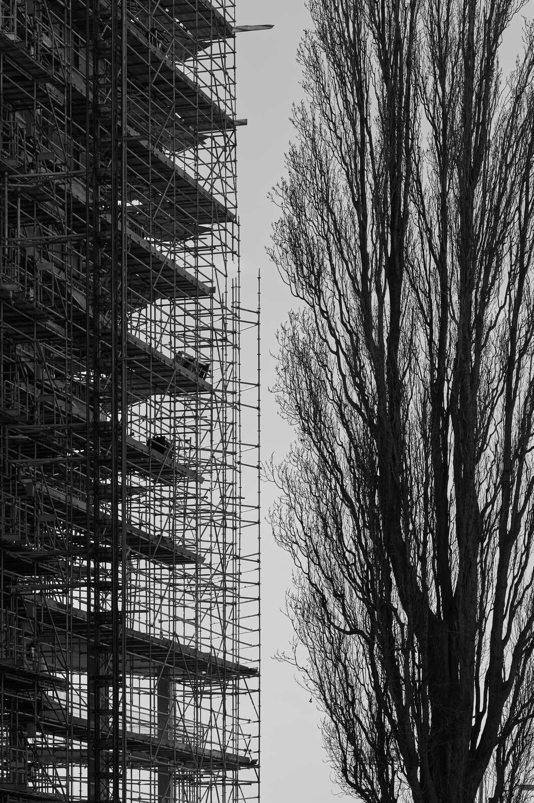 Tall scaffolding structure against a gray sky. Bare tree branches extend into the frame, creating a contrasting silhouette. Black and white photography.