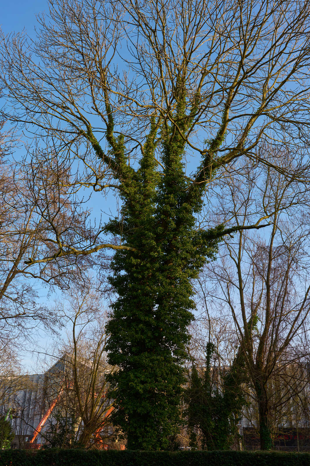 A tall, dense green hedge stands against a blue sky. Leafless trees with bare branches surround it. A building with orange siding is visible in the background.