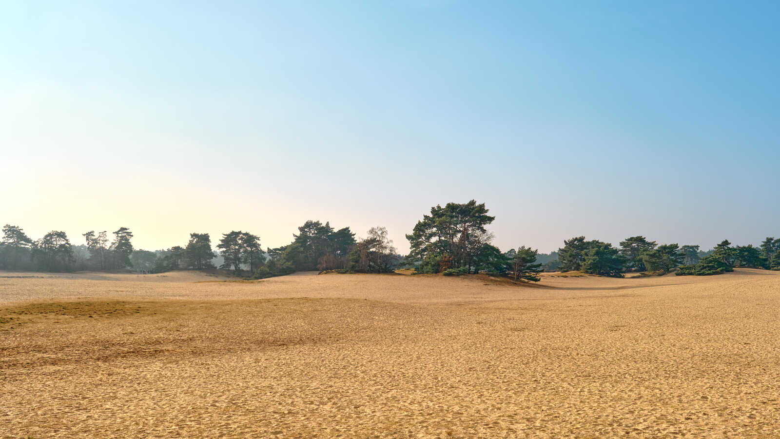 Golden, rolling hills extend into the distance, dotted with dark green pine trees. A pale blue sky fades to white at the top. Hazy light illuminates the scene.