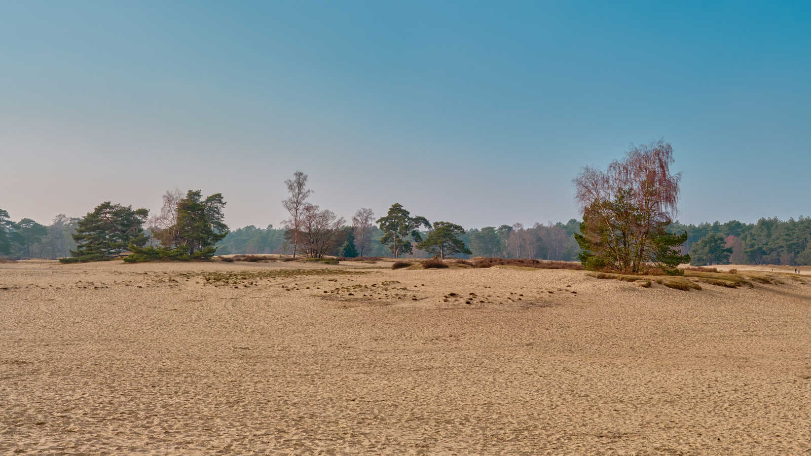 Sandy dunes dominate the foreground. Several pine and birch trees are scattered across the landscape, leading to a line of more dense trees in the distant background. The sky is pale blue.