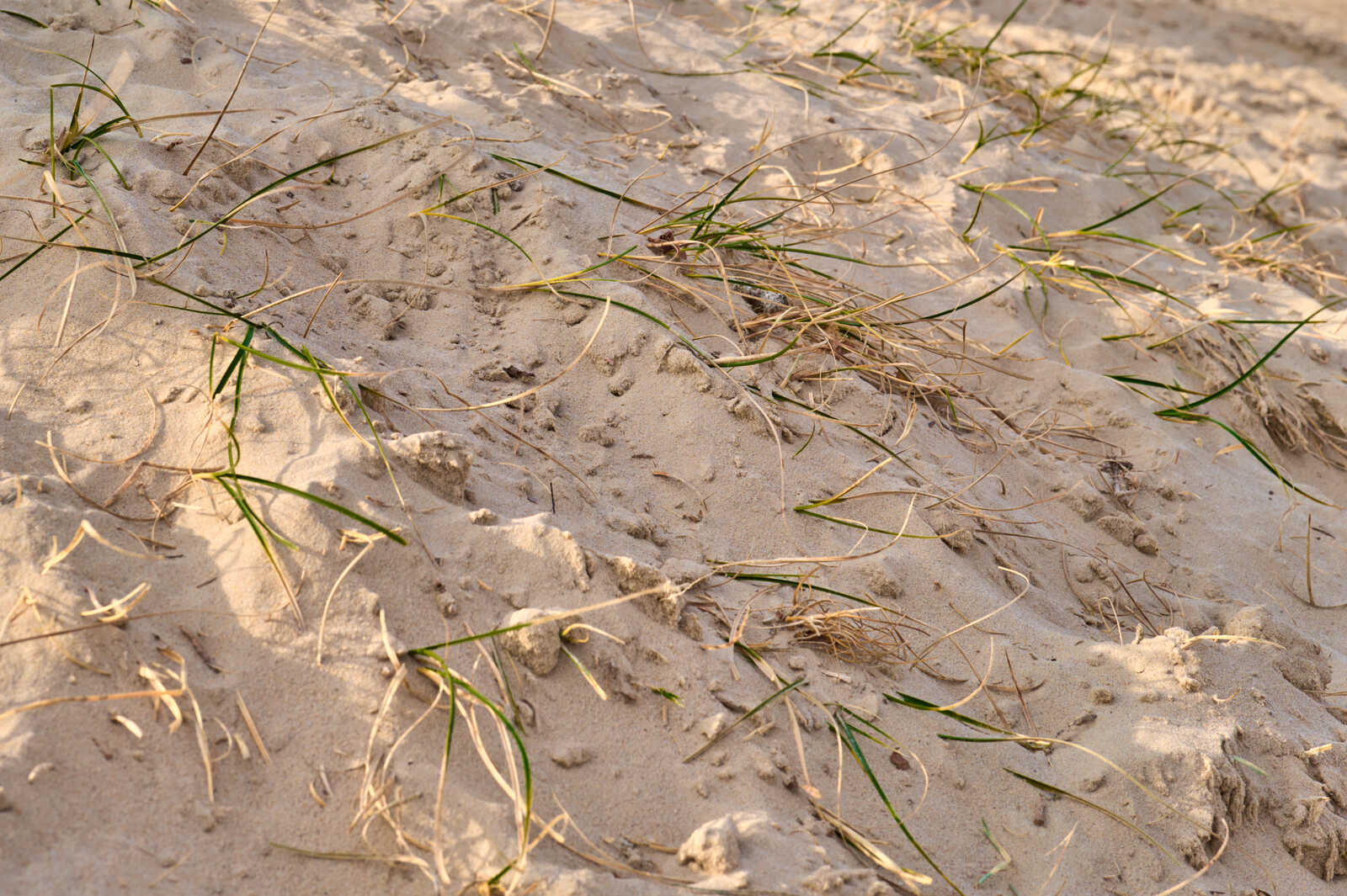Sandy ground covered with sparse green grass and scattered brown twigs. Several small footprints are visible in the sand. The lighting appears soft and diffused.