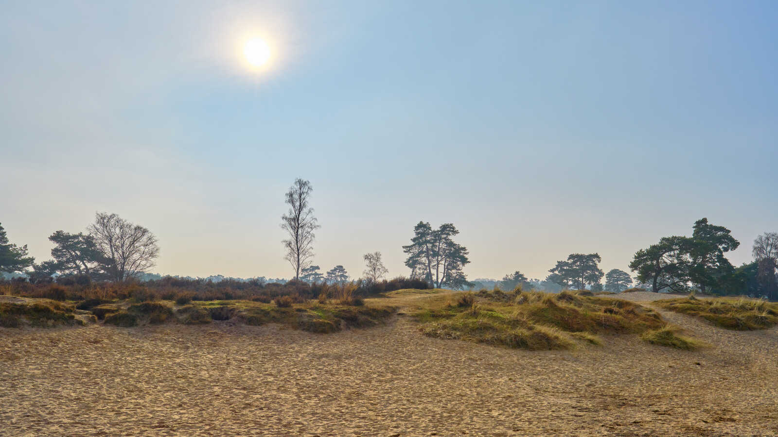 Sandy dunes rise gently, dotted with sparse pine and deciduous trees under a hazy, pale blue sky. A visible layer of morning mist sits low to the ground.