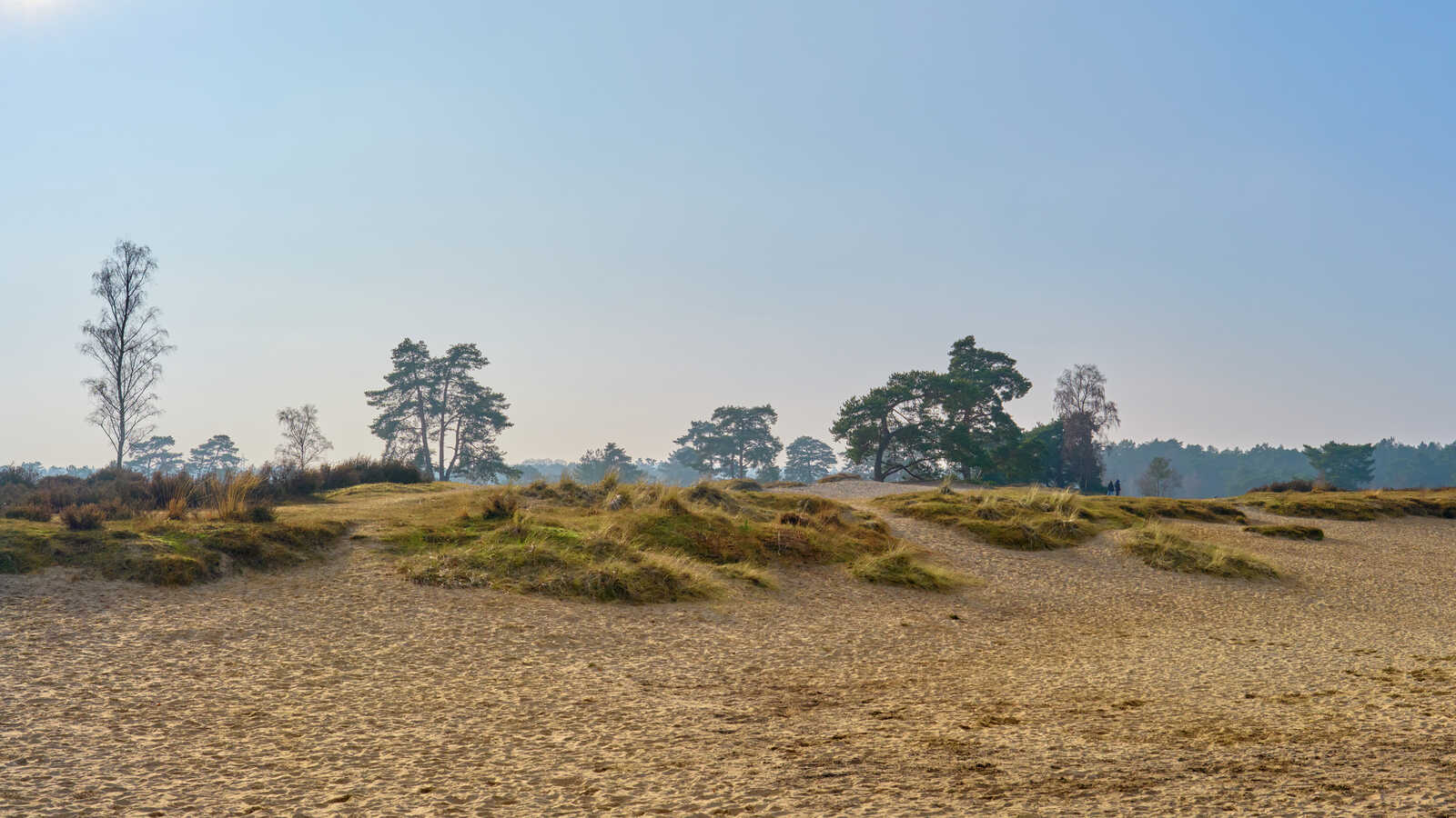 Sandy dunes ascend gently, dotted with sparse vegetation and a few scattered trees under a pale sky. A small group of figures stand on the crest of a dune.