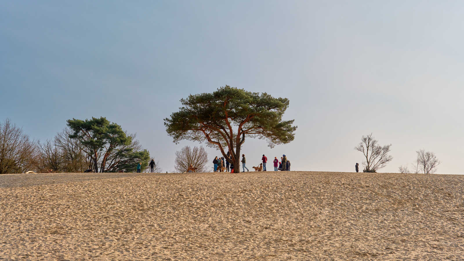 Sandy hill with a large pine tree on top. Several people and a dog stand near the tree. Bare branches are visible in the background against a clear sky.