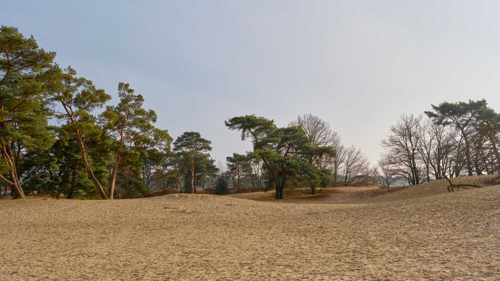 Sandy dunes rise in the foreground. Sparse, evergreen trees dot the landscape. A few bare trees are visible. A pale, overcast sky fills the background.