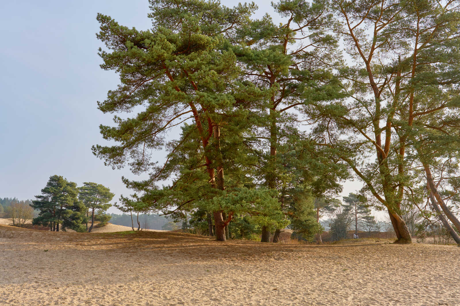 Sandy hill with pine trees. Several trees are in focus, with more in the background. A path and a small figure are visible on the hill. Blue sky above.