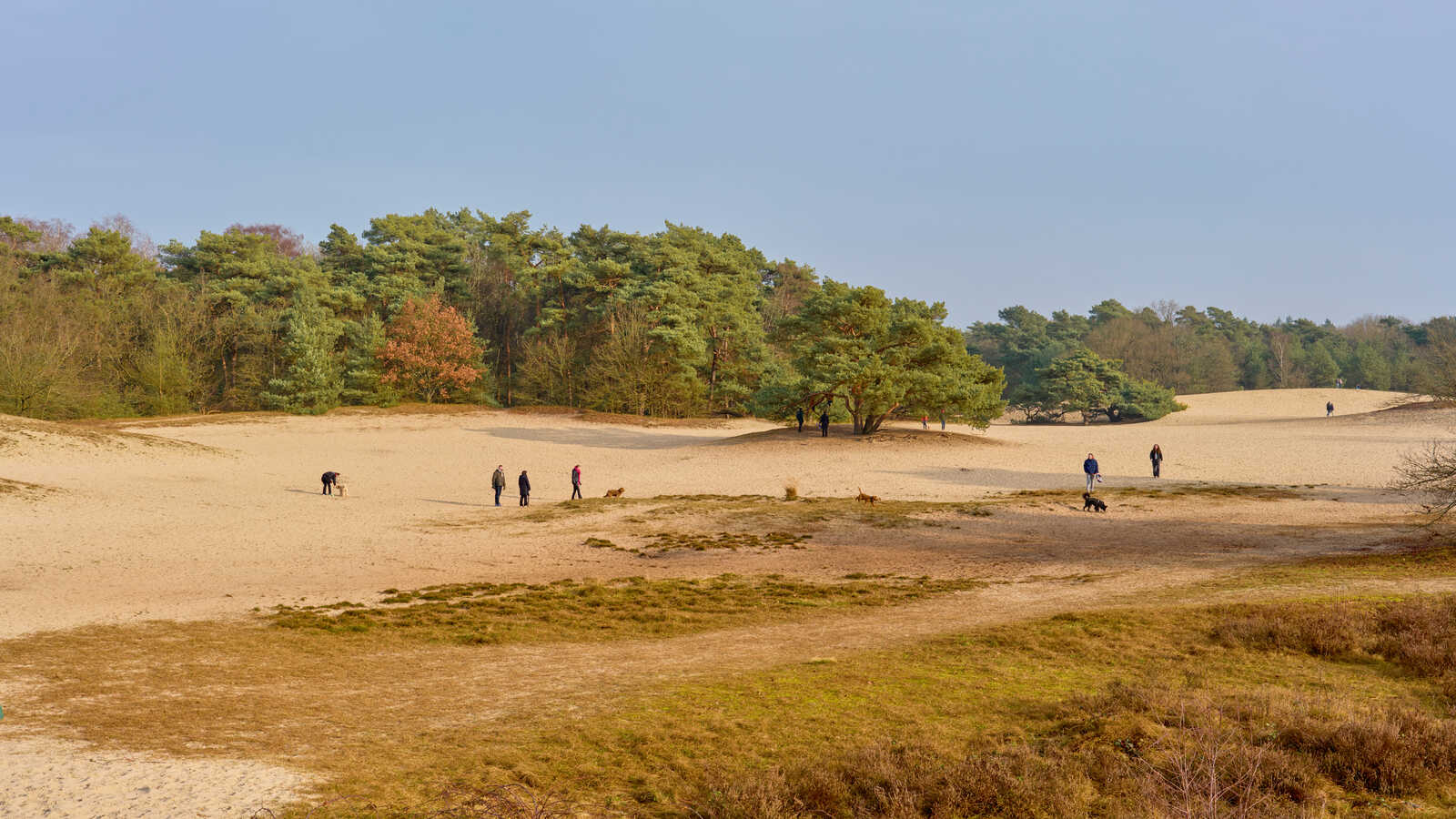 Sandy dunes stretch into the distance under a clear sky. Several figures are scattered across the landscape, with a line of trees bordering the right side. A patch of green vegetation is in the foreground.