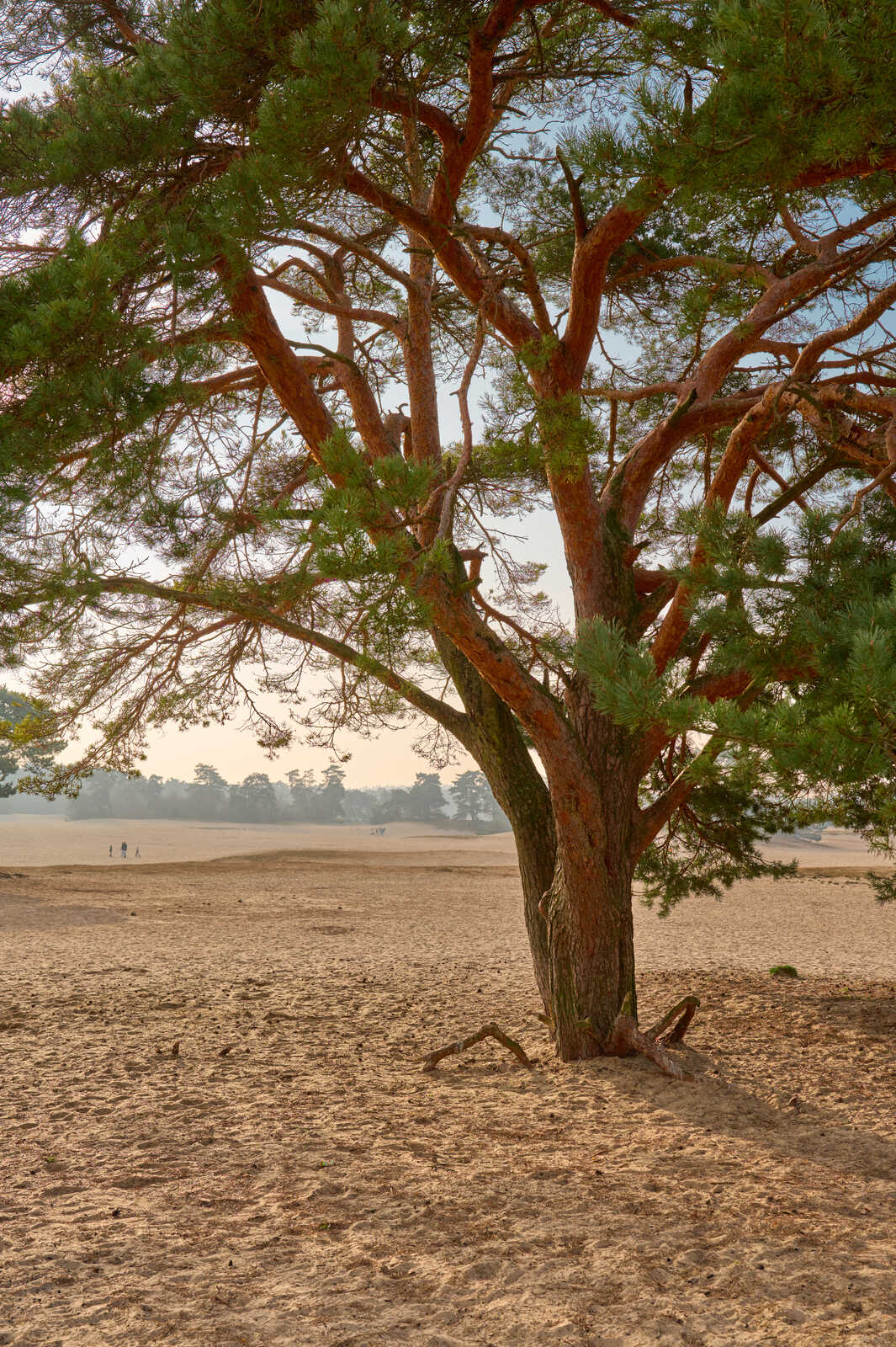 A solitary, gnarled pine tree stands prominently against a soft, hazy background of distant trees and a pale sky. Sand covers the ground. Three figures are visible in the far distance.