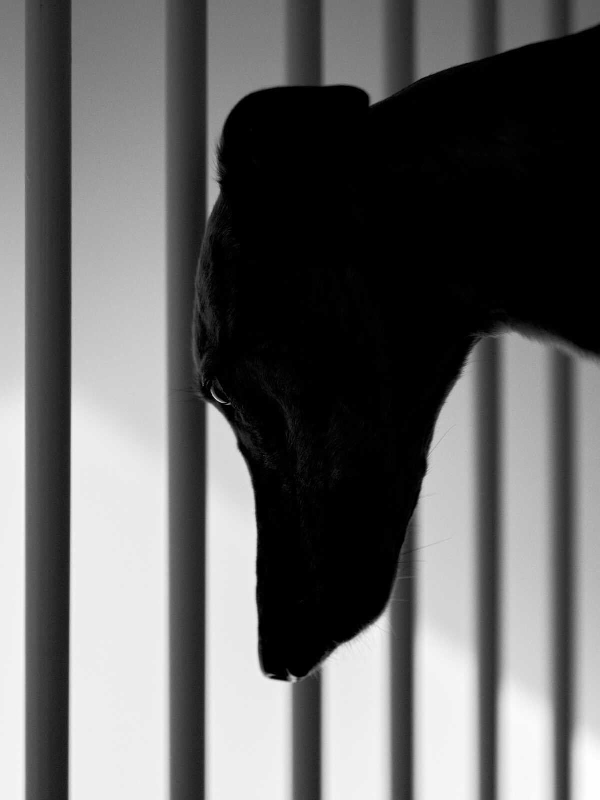 Black dog head facing left, against a background of vertical bars. The dog's eye and nose are visible, appearing dark against the lighter background. Minimal detail is discernible.