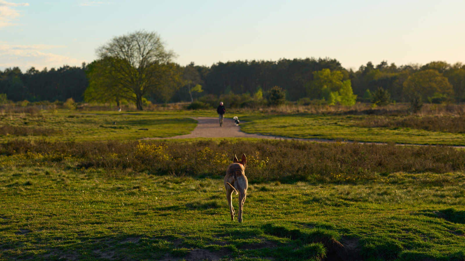 A brown dog stands in a grassy field looking away from a person and dog walking on a path, with trees in the background. Some yellow flowers are visible in the foreground.