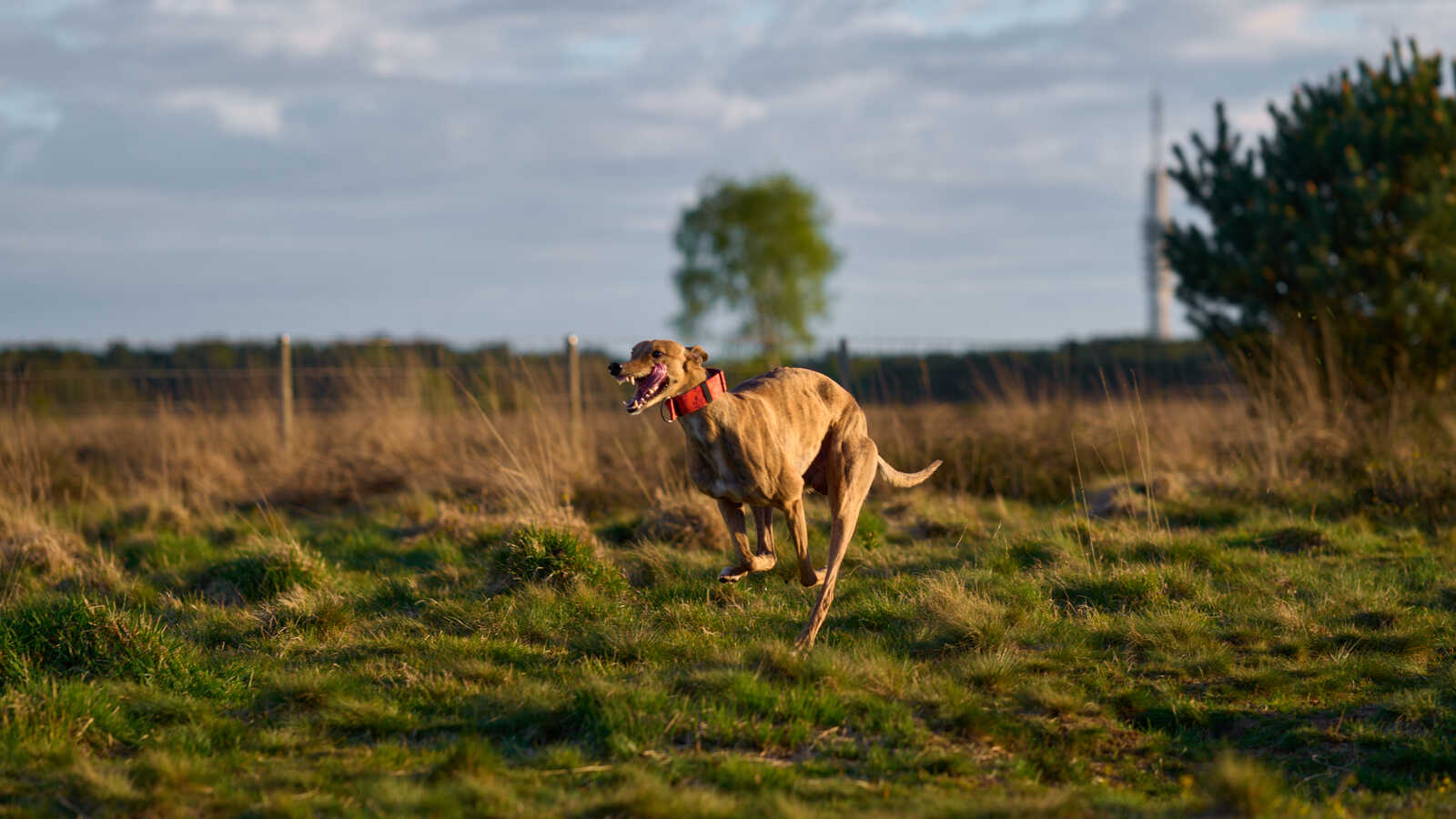 A gray and white Greyhound is running across a grassy field. It's wearing a red collar. Tall, dry grass is behind it. A few trees are in the background.