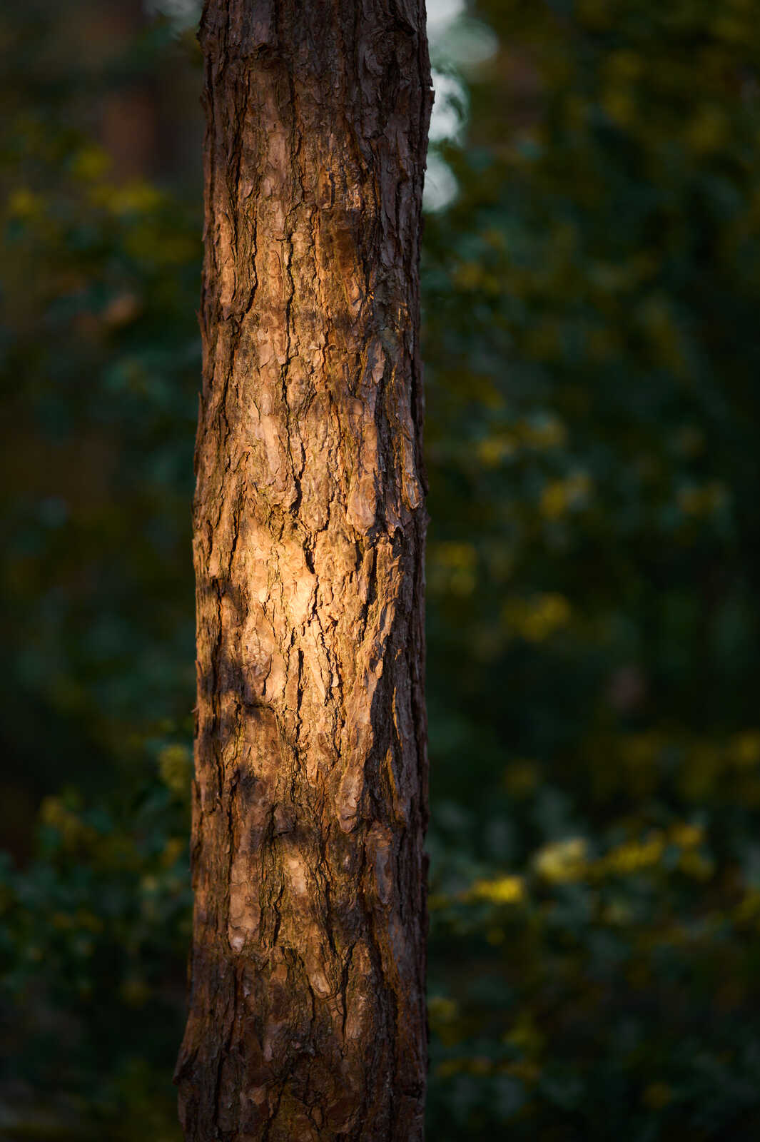 Rough, textured tree bark with deep crevices and ridges. Warm light highlights the surface, contrasting against dark shadowed areas. Green foliage is visible in the blurred background.