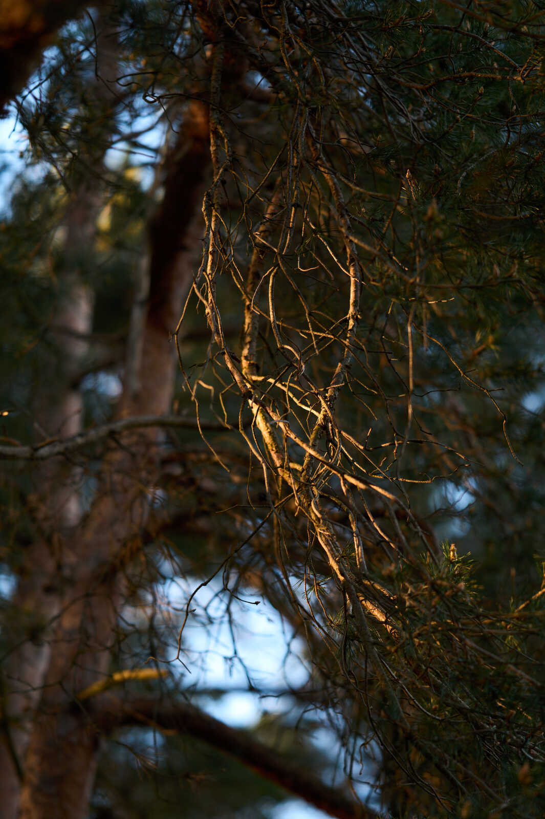 Twisted, bare branches reach towards a bright, pale blue sky. Dark, blurred foliage is visible behind the branches. The photo is taken in soft, warm light.