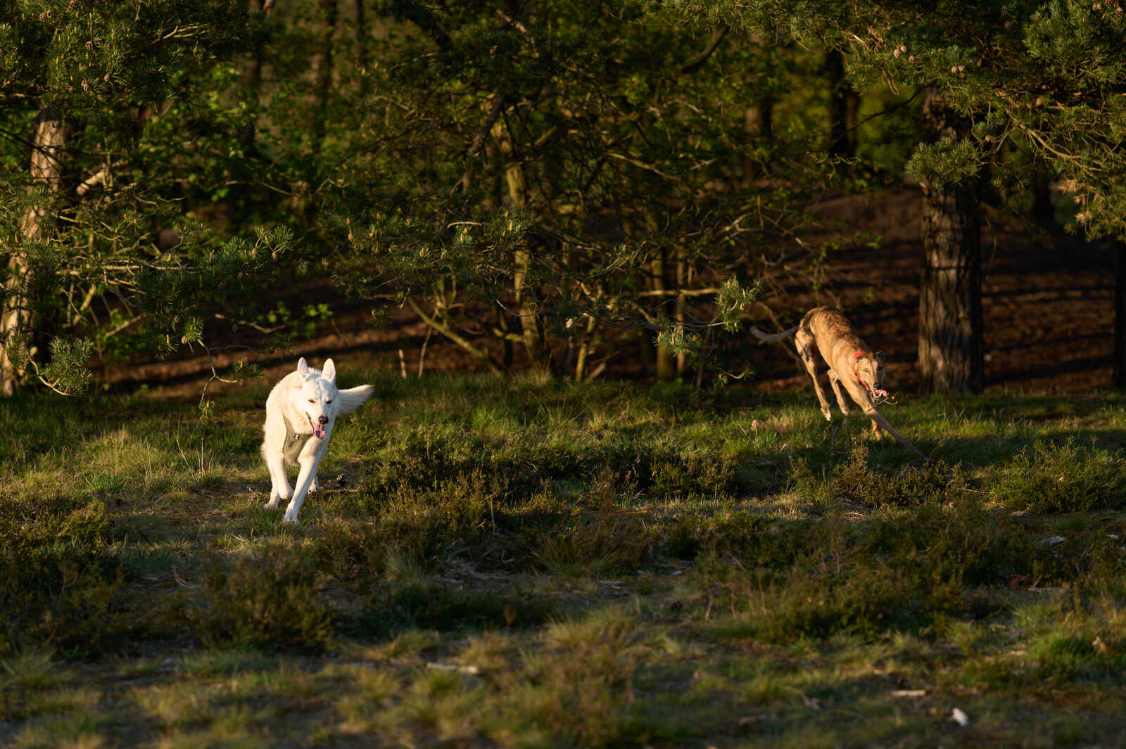 Two dogs are running on a grassy, forested area. One is white with its mouth open, the other is grey with a similar expression. Both appear to be moving towards the right of the frame.