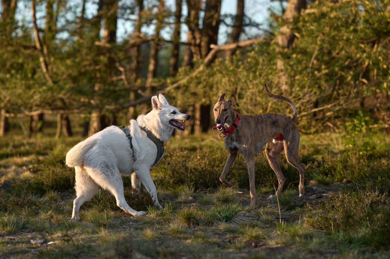 Two dogs stand on a grassy field. One is a white German Shepherd and the other is a greyhound. Both have collars, and the Shepherd wears a harness. The background shows trees and foliage.
