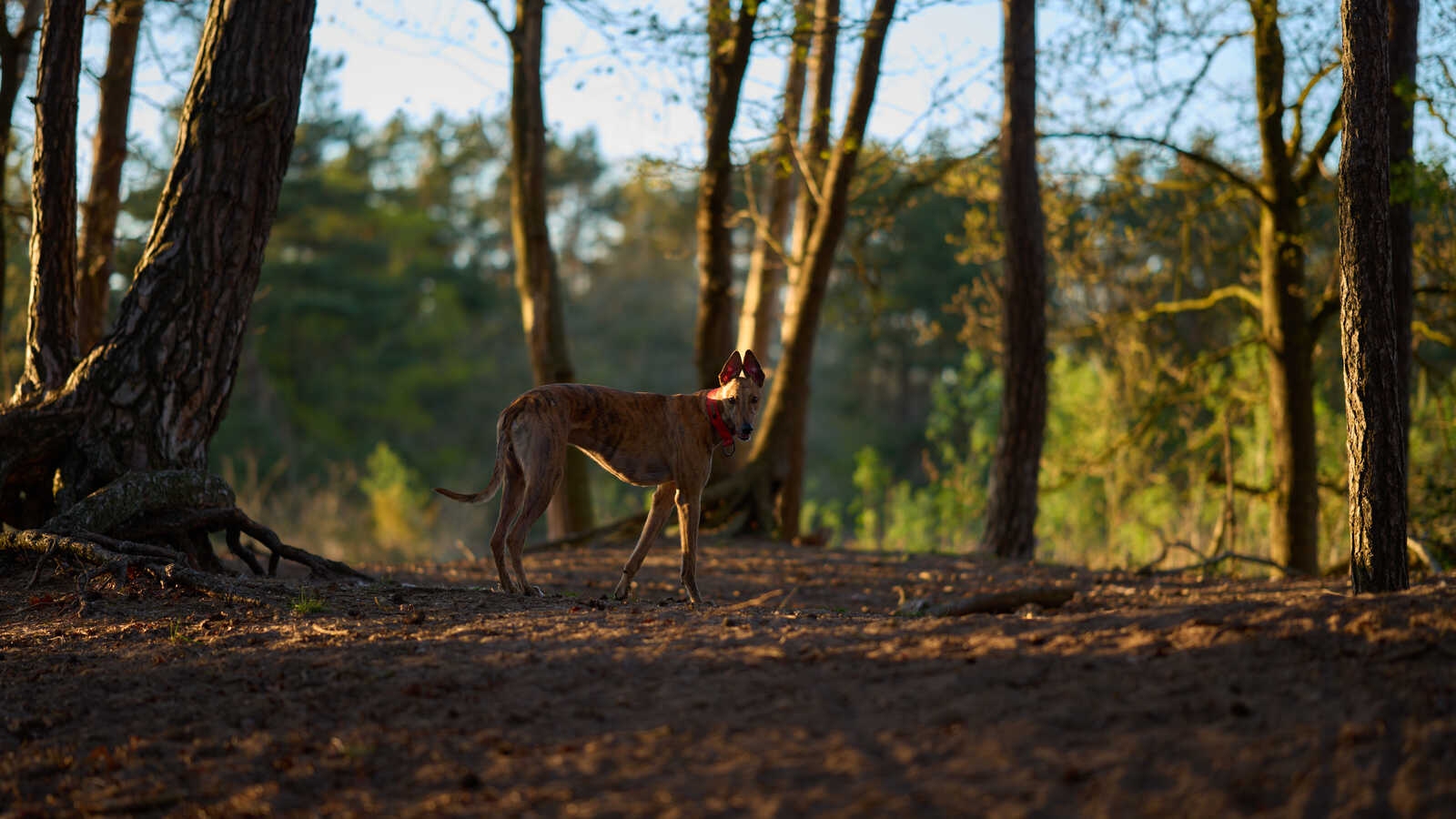 A greyhound stands on a forest path. The dog wears a red collar. Trees and undergrowth fill the background, with dappled sunlight filtering through.