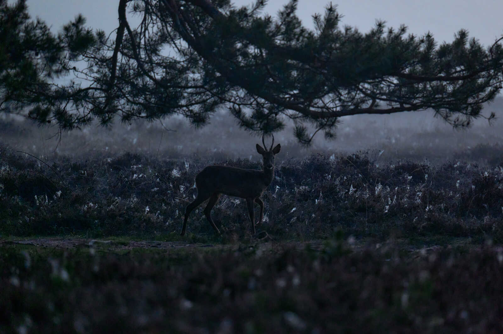 A deer stands in a field with sparse vegetation. Fog hangs low, obscuring the background. Branches of a tree extend across the upper portion of the image. The deer has antlers.