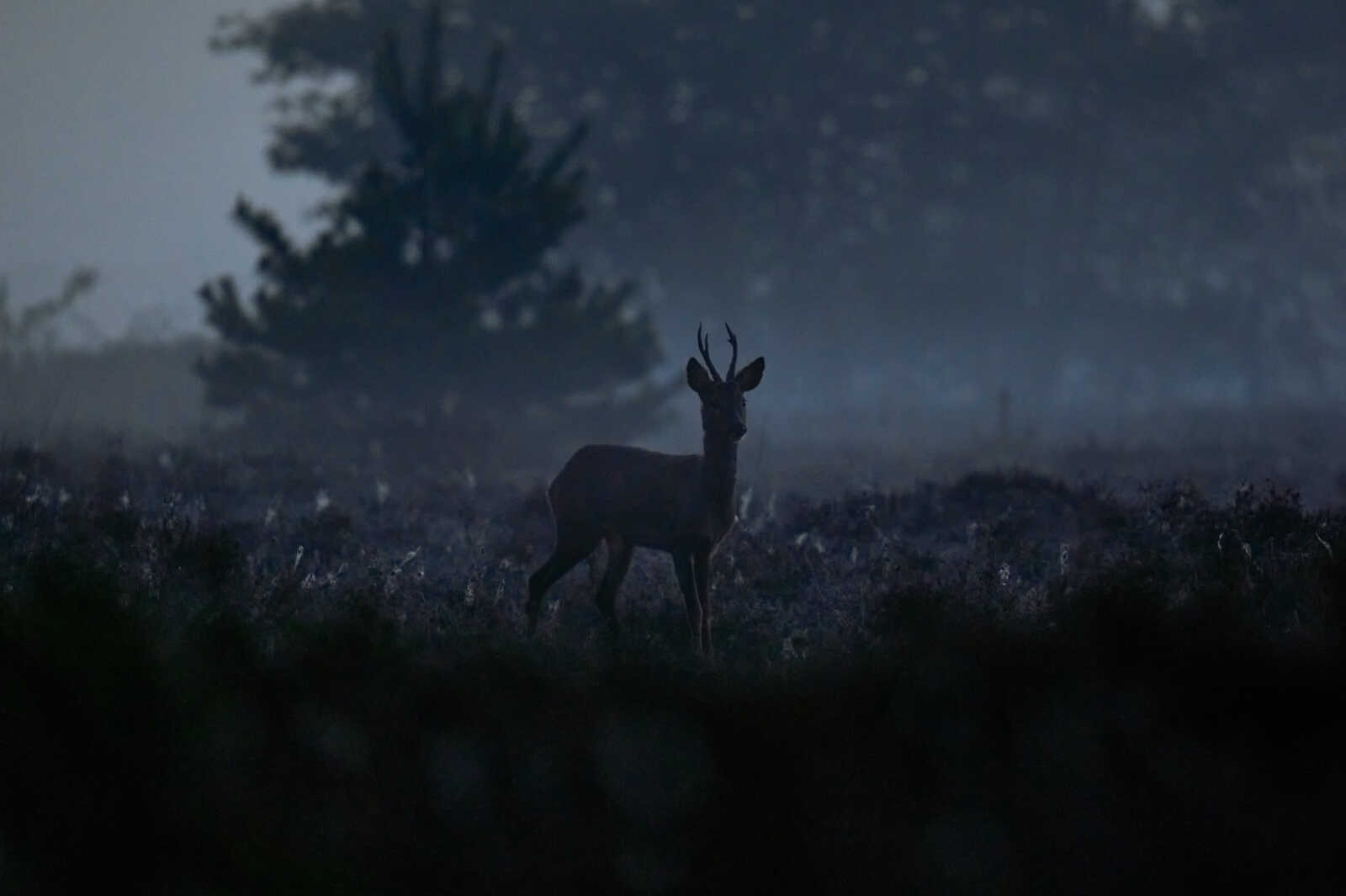 A solitary deer stands in a dimly lit, grassy area. It has antlers and a dark coat, partially obscured by fog or low light. A few distant trees are visible in the background.