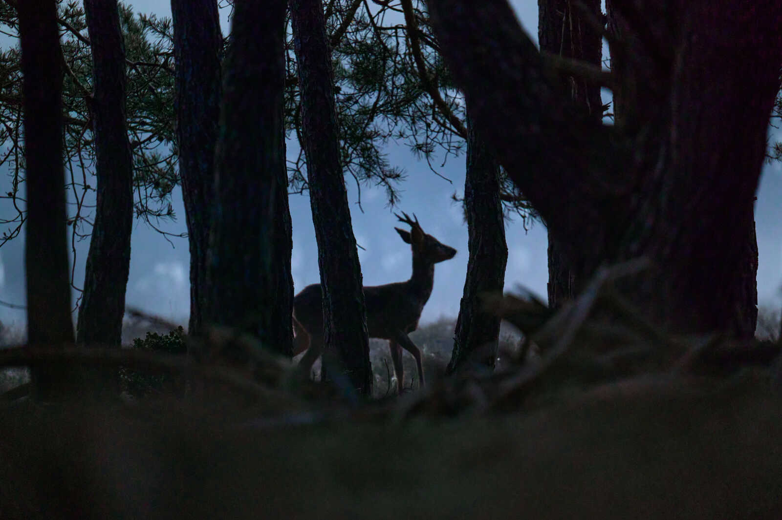 A dark silhouette of a deer stands in tall grass, facing right. Bare trees and a hazy, grey sky are visible in the background.