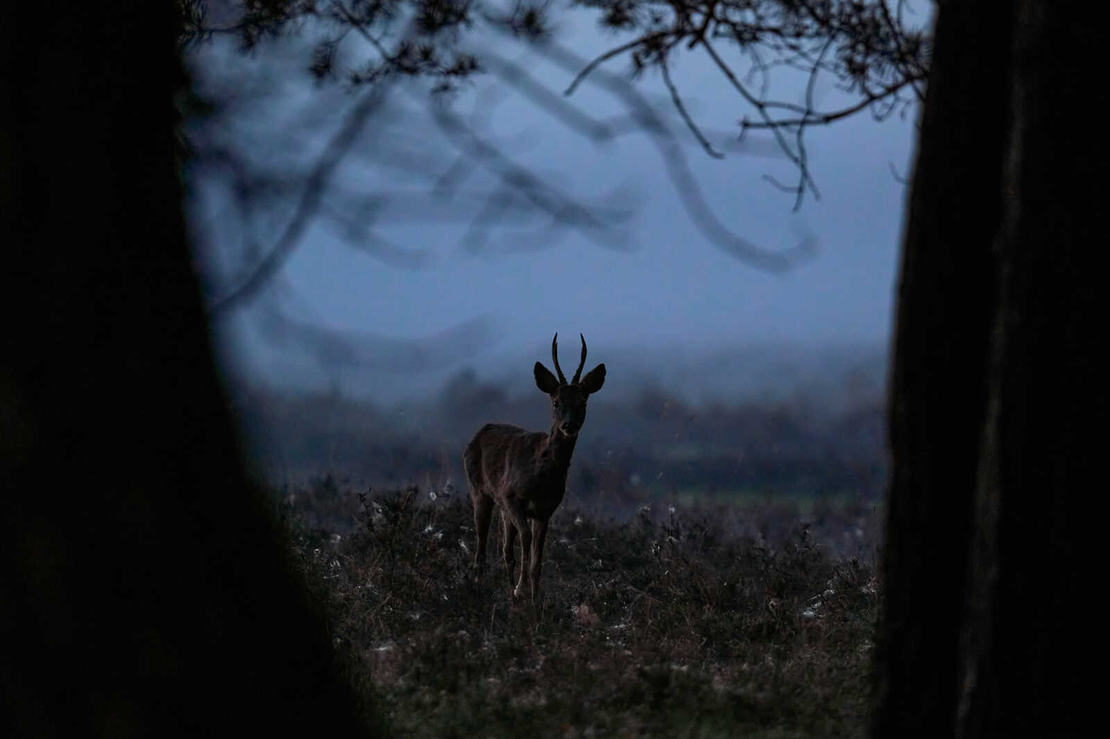 A stag stands in a field. It has antlers and is partially obscured by branches in the foreground. Fog fills the background. The scene appears dim.