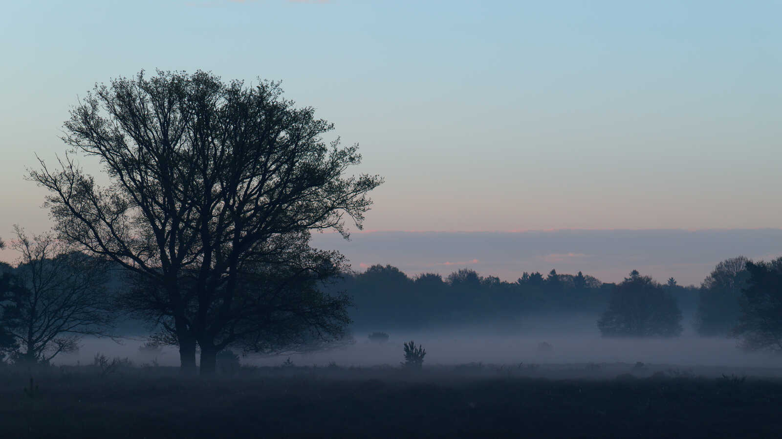 A bare tree stands in a foggy field. Hazy hills are visible in the distance under a soft, pink-tinged sky. Dew covers the grassy foreground. A small structure is partially obscured by fog.