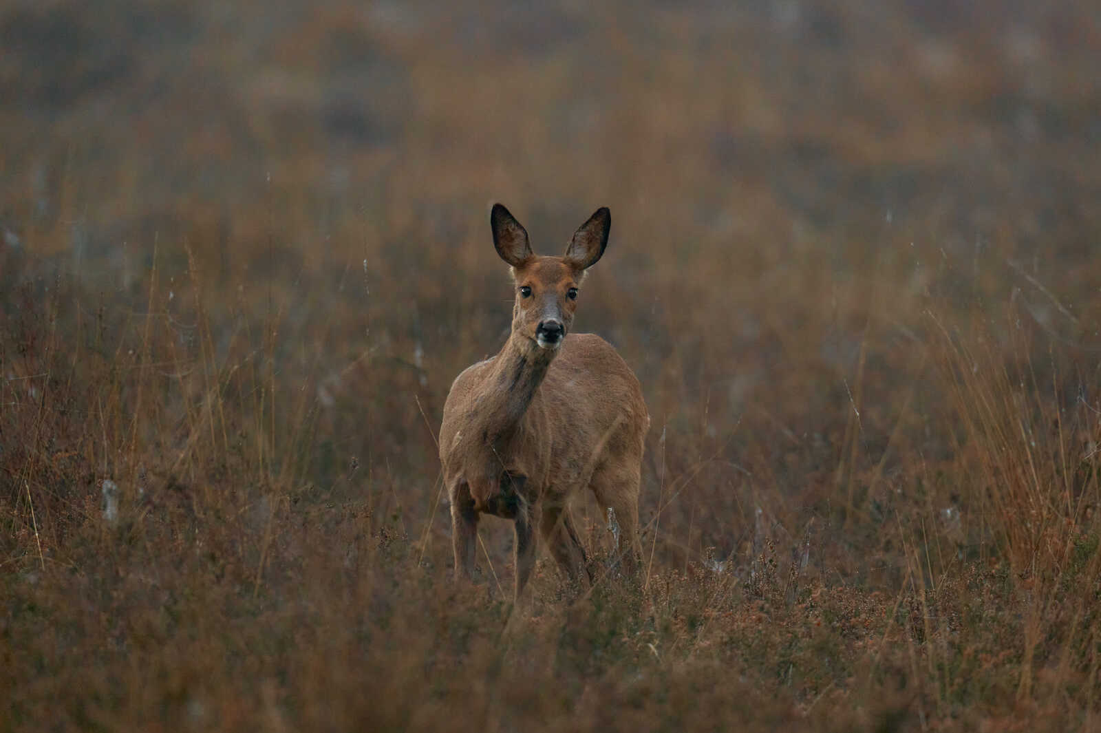 A deer stands in tall, dry grass. Its coat is brown, and it has large, dark eyes and pointed ears. The background is blurred and brown.