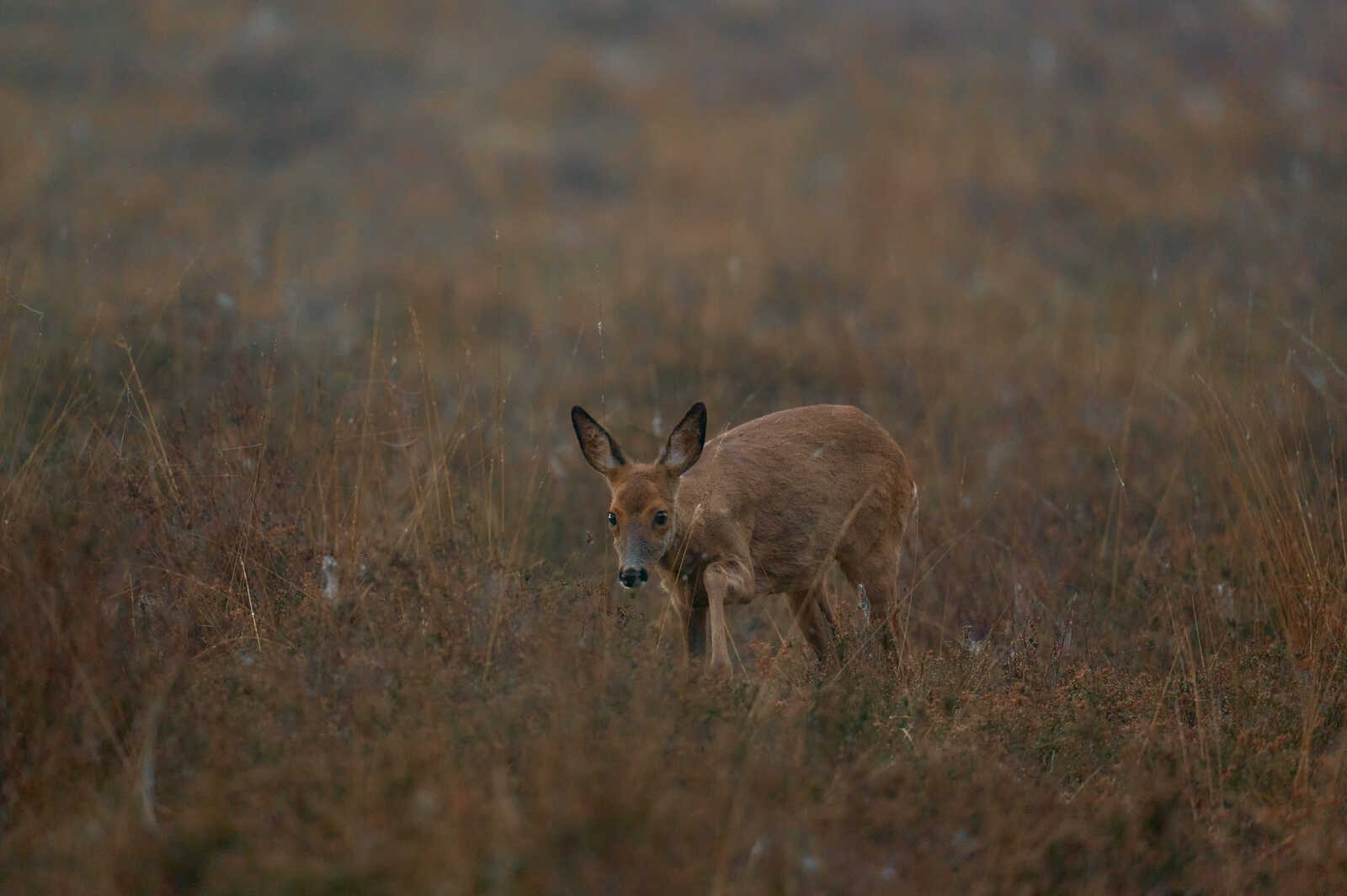 A deer stands in tall, dry grass. The deer has brown fur and large, pointed ears. The background is blurred and brown, suggesting a field or woodland setting.