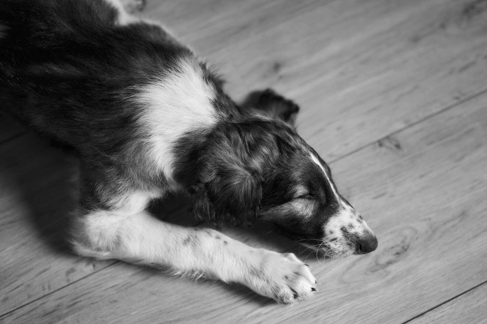 A black and white dog lies on a wooden floor, with its head resting on its paws. The dog has a long snout and floppy ears. The wood grain is visible.