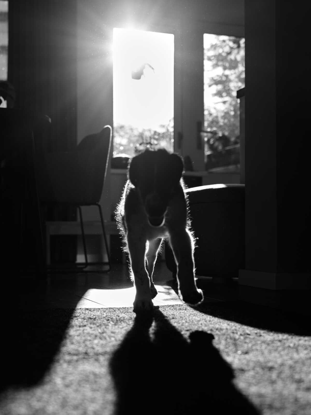 A funny puppy stands on a carpet. Strong light streams from behind, creating a bright background and a dark silhouette of the dog. A chair is visible to the left.