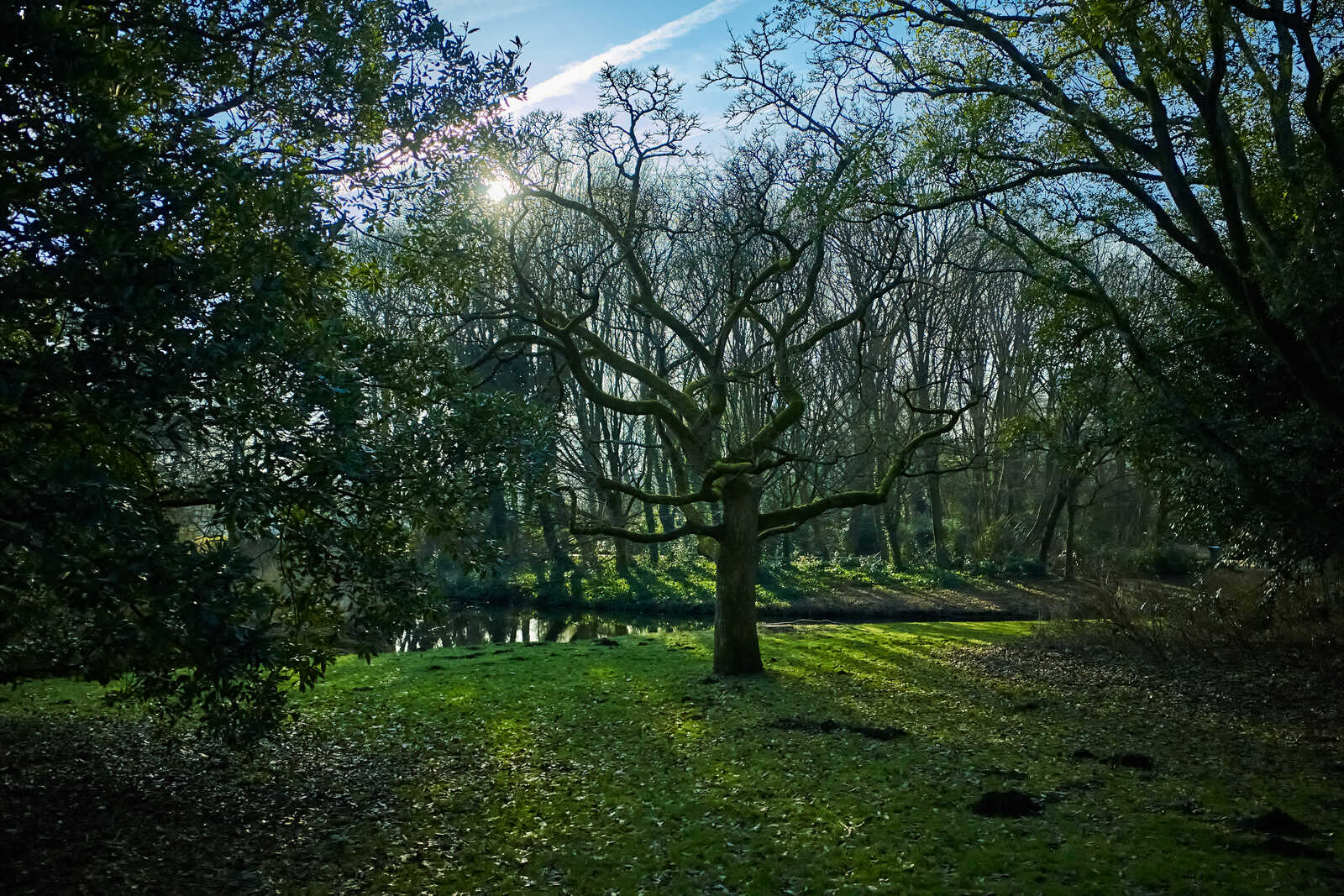 A leafless tree stands in a grassy area with fallen leaves. A body of water and more trees are visible in the background under a partly cloudy sky. Strong sunlight and shadows are present.