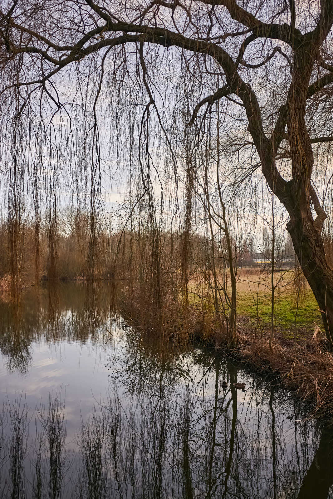 Bare tree branches extend over a still, dark lake. Reflections of trees and sky are visible in the water. A grassy bank is visible on the right side. A cloudy sky is present.