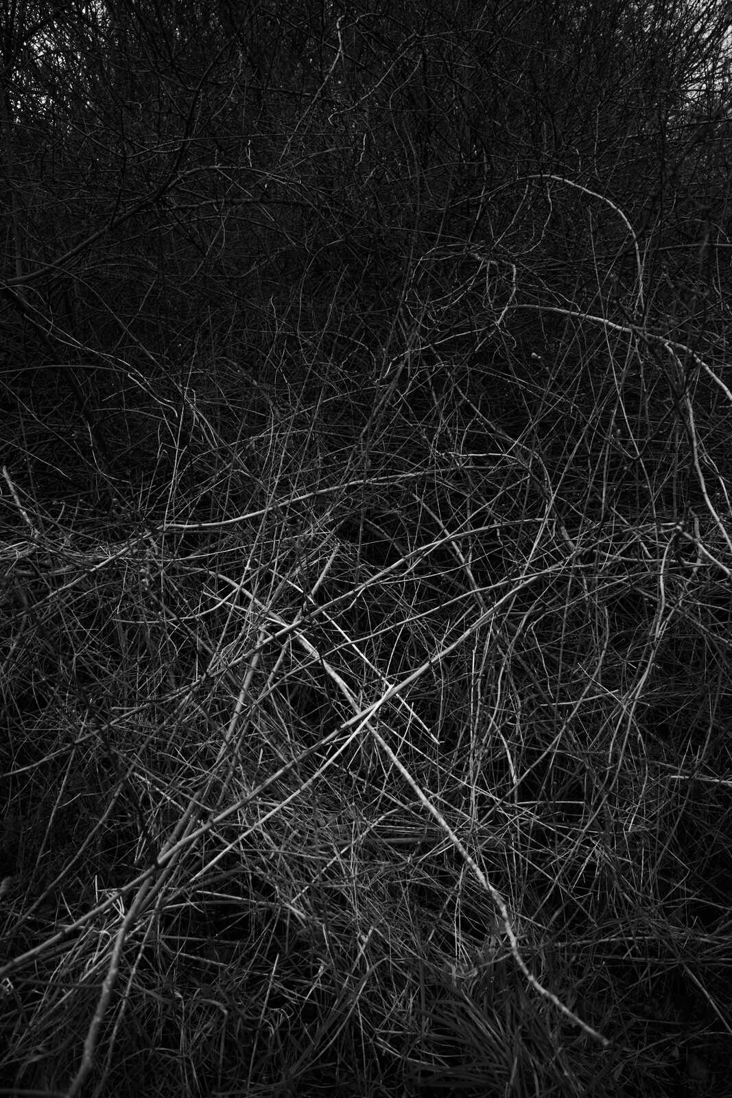 A dense, tangled network of black and white branches fills the frame. The composition lacks clear foreground or background, with all focus on the interwoven lines.