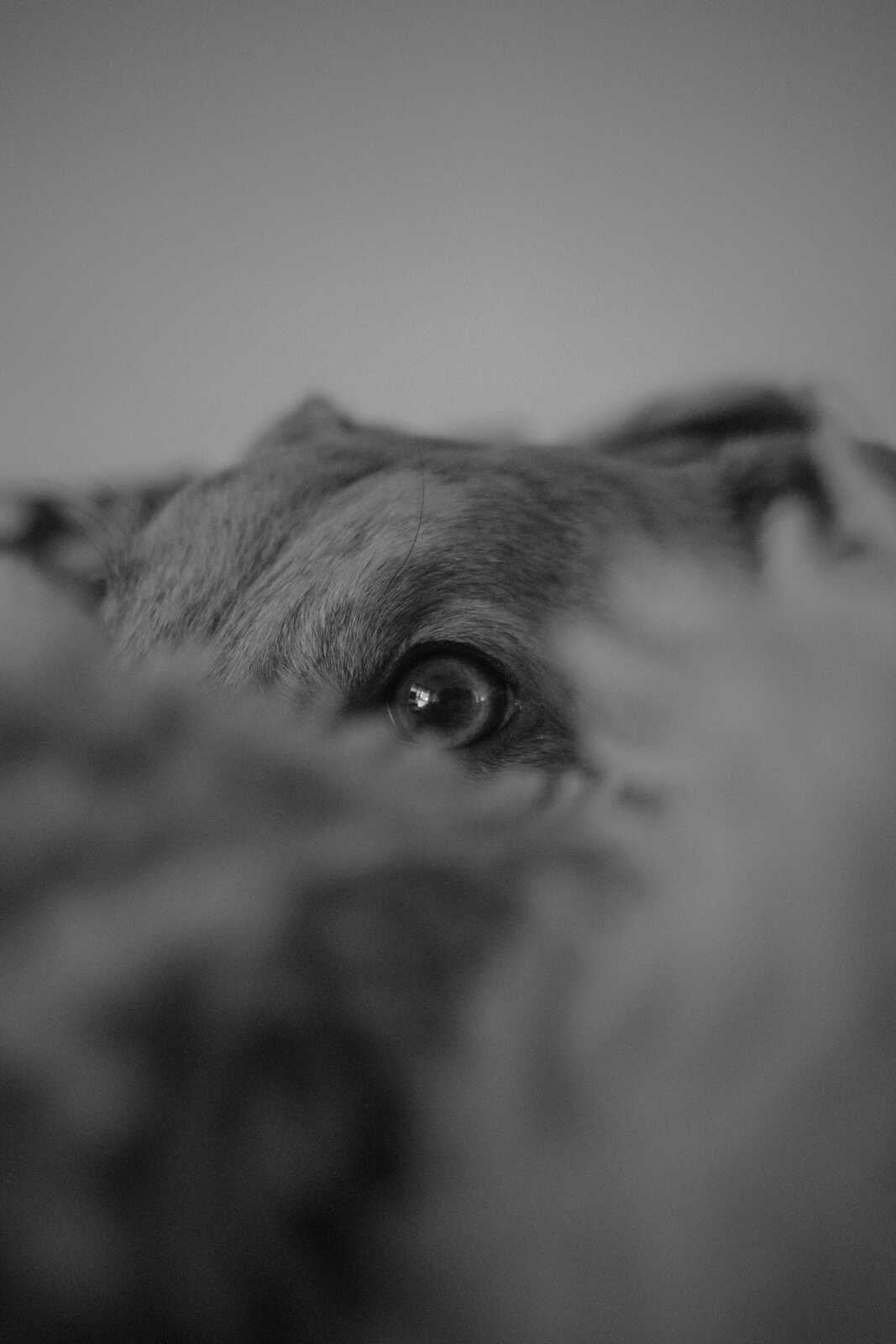 Close-up, black and white photo featuring a dog's eye. The eye is dark with a visible pupil and some surrounding fur. The background is blurred.