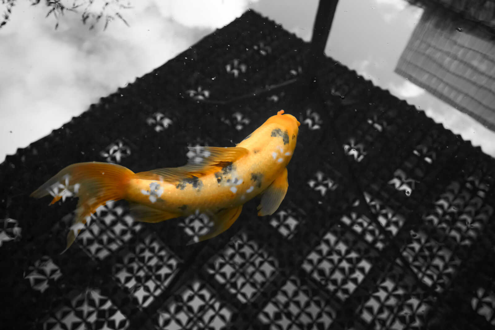 A golden koi swims in the reflection of a geometrically decorated roof of a building. The fish's body is elongated and detailed with orange scales.