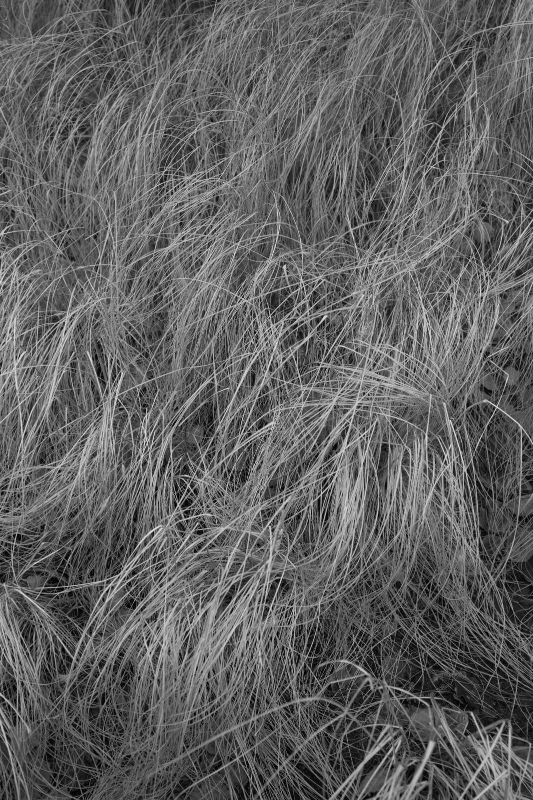 Close-up, grayscale image of tall, slender, swaying grasses. A textured, organic pattern fills the frame. The grasses appear dense and create a sense of movement.