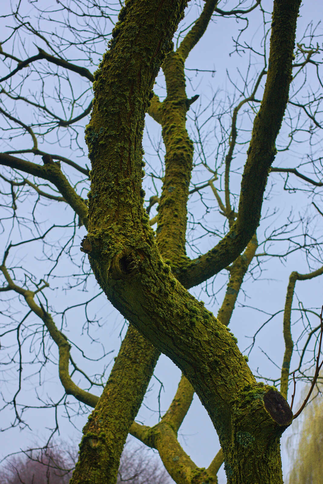 A close-up photo showcases a tree trunk covered in vibrant green moss against a muted gray-blue sky. Branches extend upwards, creating an intricate, textured pattern.
