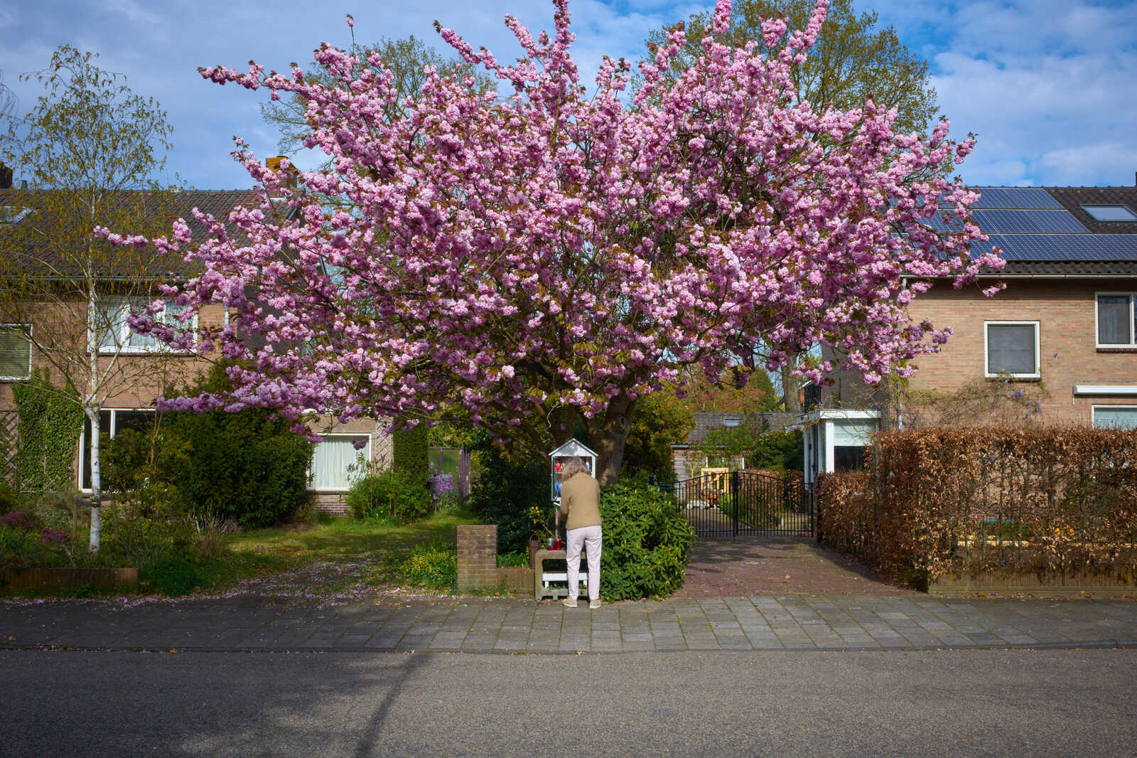 A blooming pink cherry tree stands prominently in a residential street. A person stands near the tree's base. Brick houses and green hedges line the scene. Pavement and a low brick wall are visible.