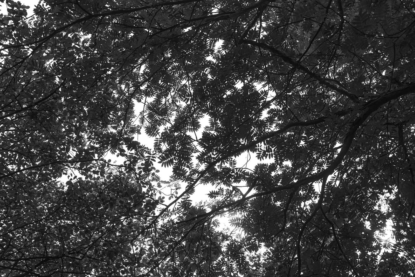 Black and white image depicting a dense canopy of trees against a bright sky. Branches and foliage create a complex, layered pattern. Leaves are finely detailed.