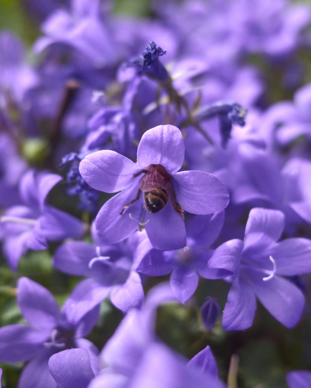 Close-up of purple flowers with a bee collecting nectar. The scene is bright and features multiple blooming flowers in focus. A few green stems are visible.