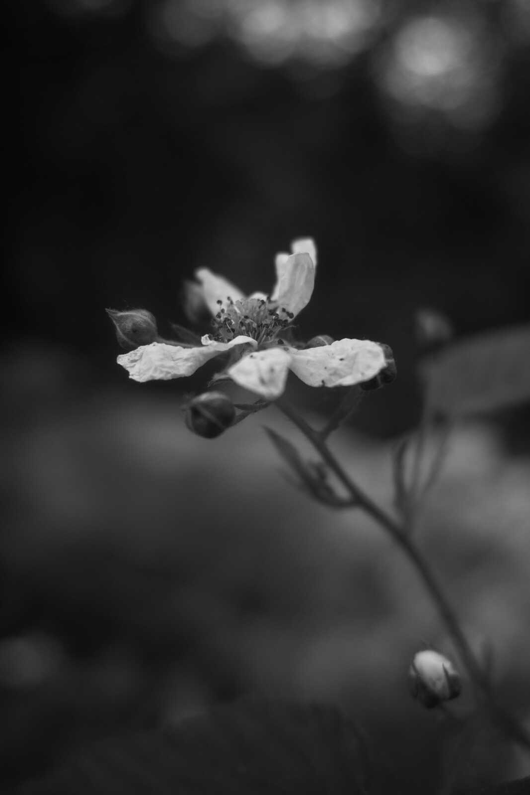 Black and white close-up of a blossoming plant with several open flowers and closed buds. Soft focus background, dark tones throughout.