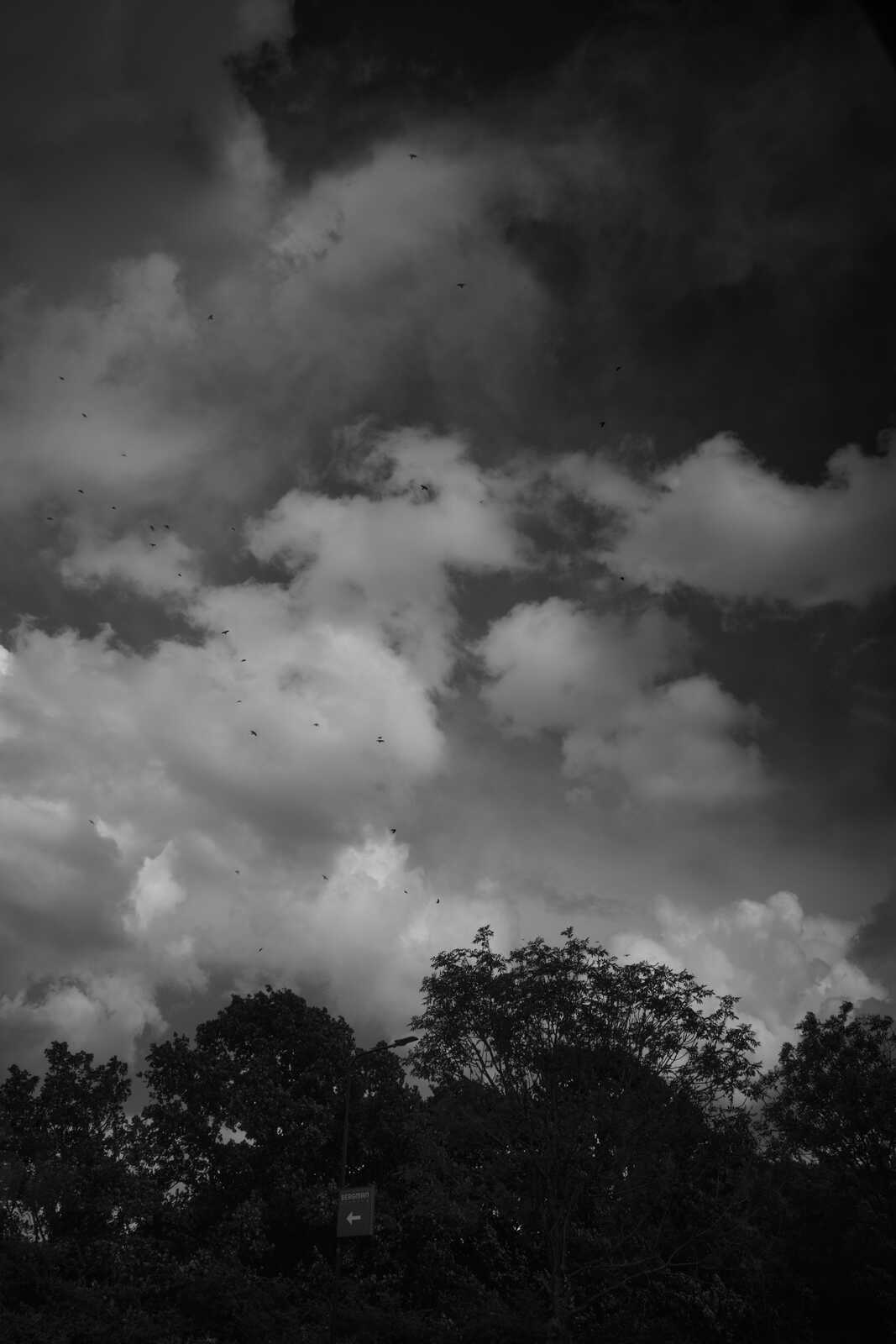 Black and white image showcasing a dramatic sky with billowing clouds above silhouetted trees and a street sign.