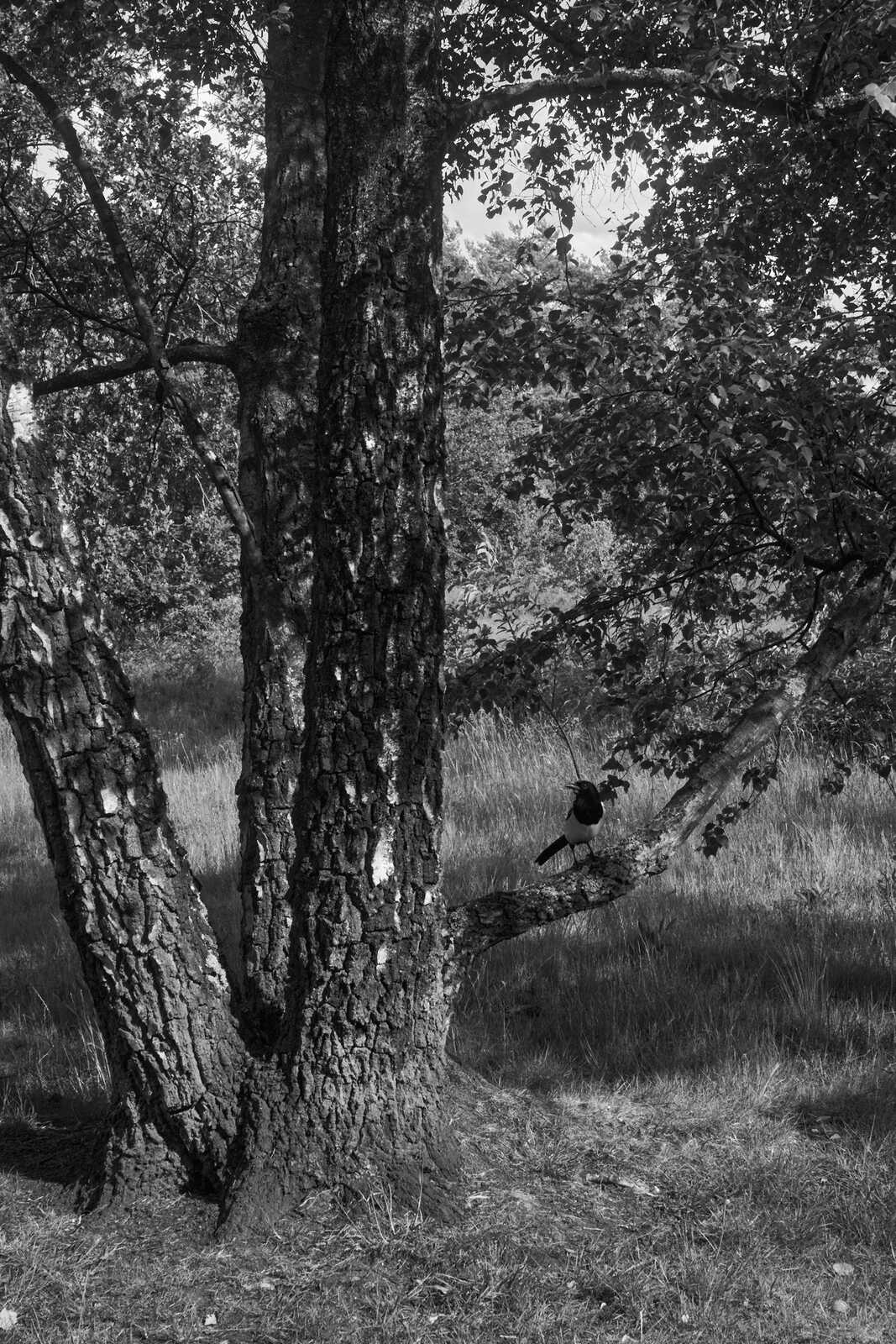 Black and white image of a large tree with two birds perched on a branch near its trunk, set against tall grass and foliage.