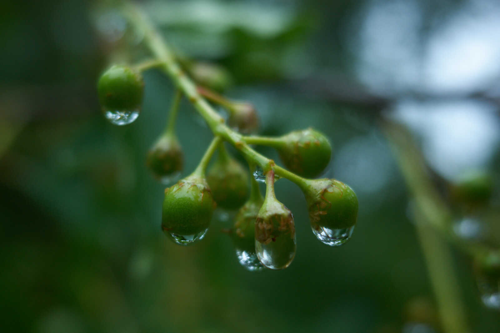 Close-up of green berries with water droplets on a branch against blurred dark foliage. Shallow depth of field highlights the berries.