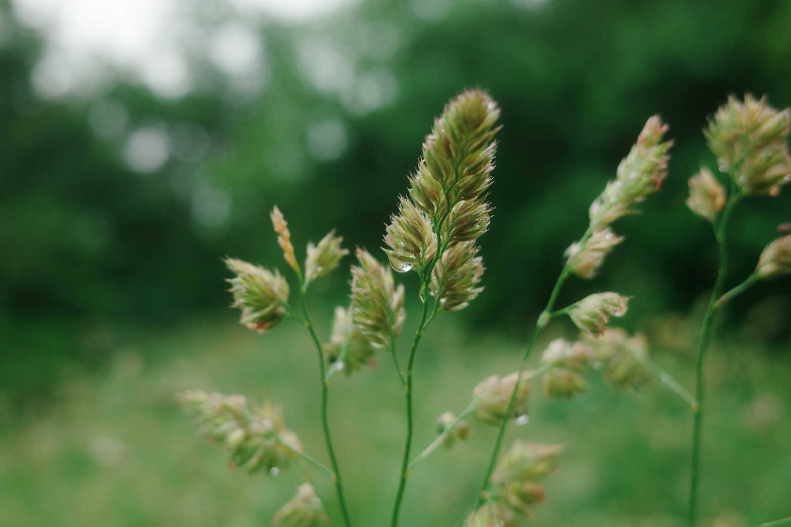Close-up of green grass stems with seed heads and water droplets against a blurred green background.